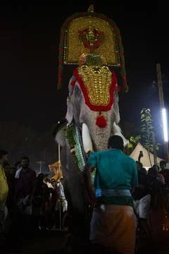 ELEPHANT Stock Photos