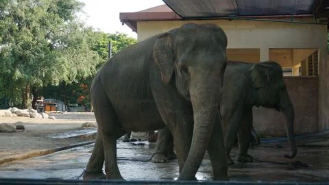 Elephant Stock Photos