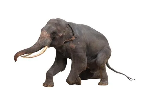 Elephant Stock Photos