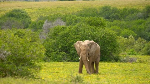 An elephant picking and eating grass Stock Footage 114749448