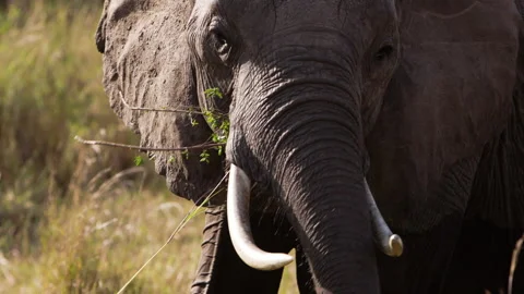 An elephant picking up grass with its trunk. Video stock 153461569