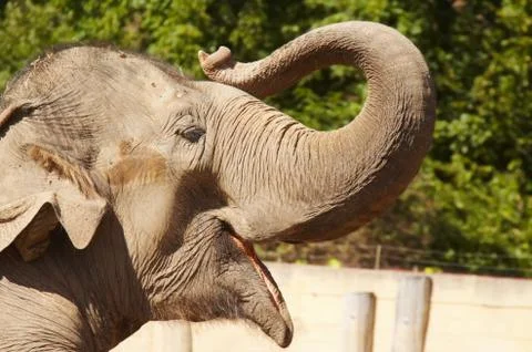 Elephant picking up his trunk Stock Photos