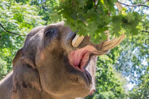Elephant picking leafs from a tree with his trunk Stock Photos