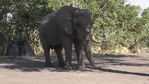 Elephant picks fallen fruit with trunk and eats — closer view Vidéo 319428007