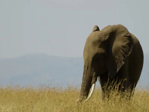 Elephant on the plains 스톡 동영상 82906542