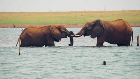 Elephant play Stock Footage 278981898