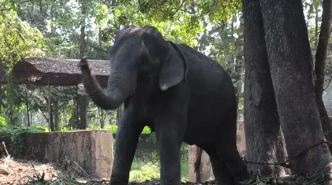 Elephant Playing and Eating Stock Footage 36794877