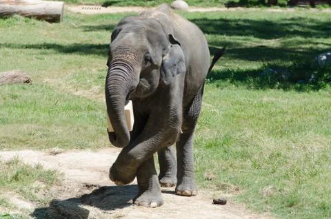 Elephant Playing with a Block Stock-Fotos