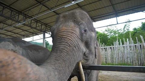 Elephant Playing With Camera Video stock 120547348