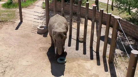 Elephant Playing Stock Footage 111162091