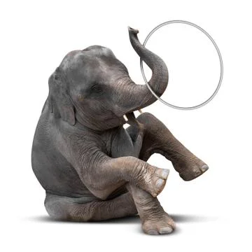Elephant playing hulahoop Stock Photos