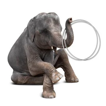 Elephant playing hulahoop Stock Photos