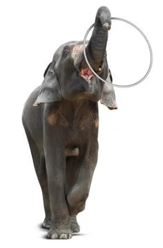 Elephant playing hulahoop Stock Photos