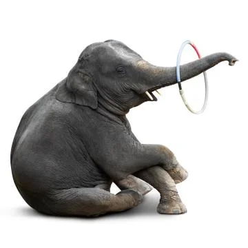 Elephant playing hulahoop Foto stock