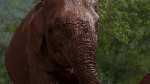 Elephant playing in mud Stock Footage 258737621