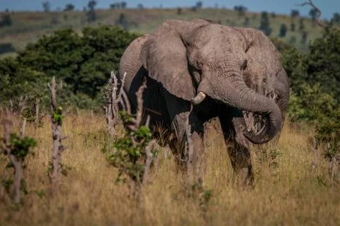 An Elephant playing with the mud. Stock Photos