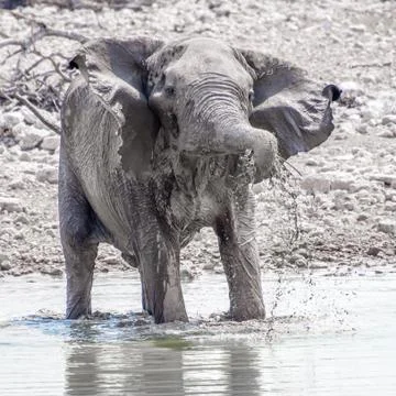 Elephant Playing Stock Photos