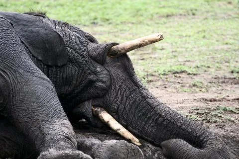 Elephant playing Stock Photos