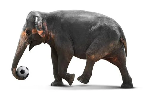 Elephant playing soccer Stock Photos