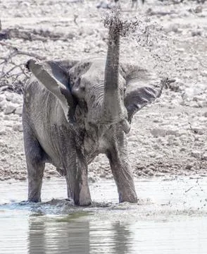 Elephant Playing with Water Stock Photos
