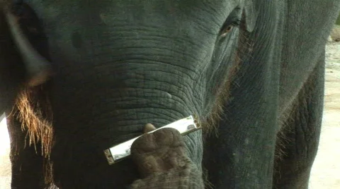 Elephant plays a harmonica Stock Footage 139186