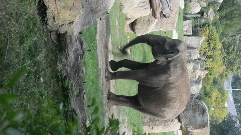 Elephant plays with its trunk. The elephant raises its trunk. Stock Footage 208423333