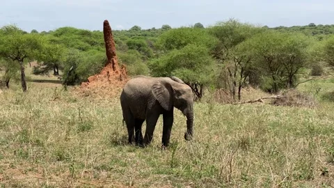An elephant plucks grass with its trunk and puts it in its mouth Video stock 170072356
