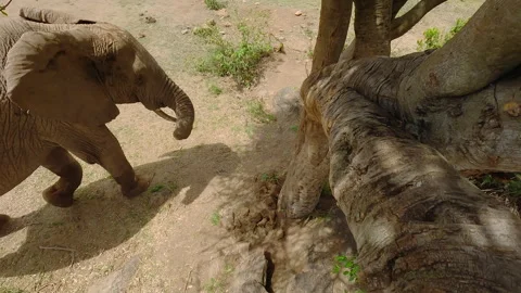 Elephant poking trunk at tree in savannah at noon Stock Footage 310968092