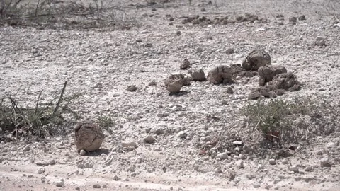 Elephant poop on the ground Stock Footage 172068466