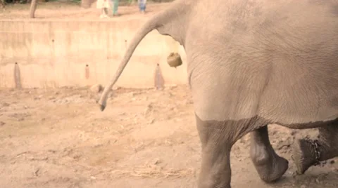 Elephant poops while walking Stock Footage 60822353