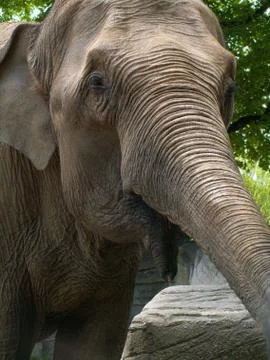 Elephant portrait Stock Photos