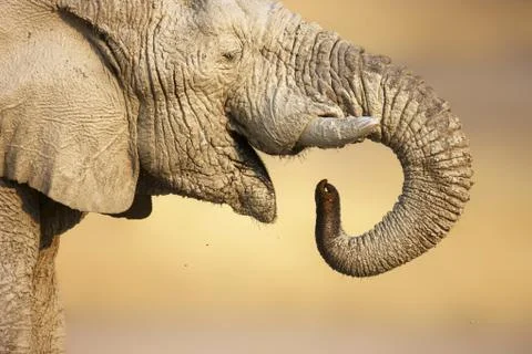 Elephant portrait Stock Photos