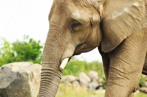 Elephant portrait Stock Photos