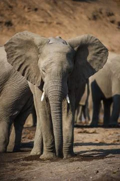 Elephant portrait Stock Photos