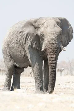 Elephant portrait Stock Photos