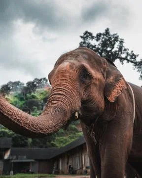 Elephant Portrait Stock Photos