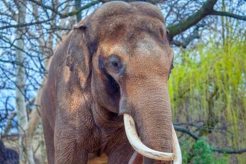 Elephant portrait Stock Photos