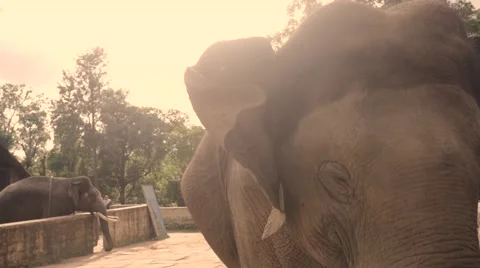 Elephant portrait in slow motion Stock Footage 60765259