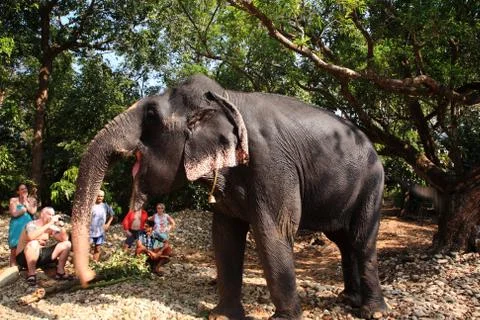 Elephant posing for tourists Stock Photos