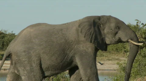 Elephant posturing Видео 396644