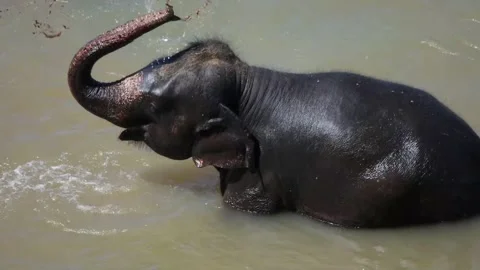 Elephant pours out of the trunk Stock Footage 93270011