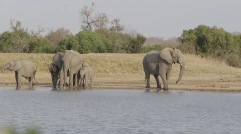 Elephant Pride Drinking - Slow Motion - Dolly Shot Stock Footage 55656451