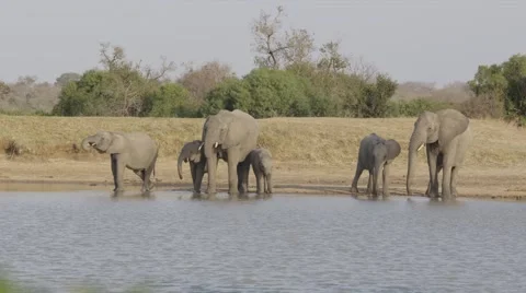 Elephant Pride Drinking - Slow Motion Video stock 55659842