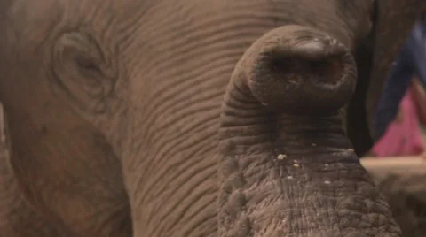Elephant proboscis trunk close up Stock Footage 60765507