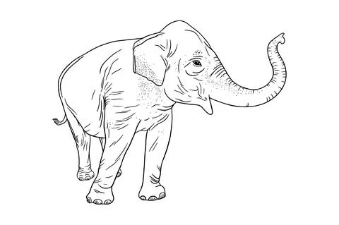 Elephant profile isolated on white background. Realistic Asian elephant with Stock-Illustration