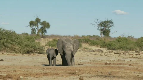 Elephant protection 库存影片 348956