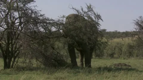 Elephant pulling on big branch Stock Footage 12658255