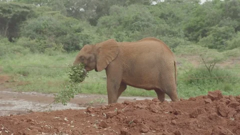 An elephant pulling a branch across the ... | Stock Video | Pond5