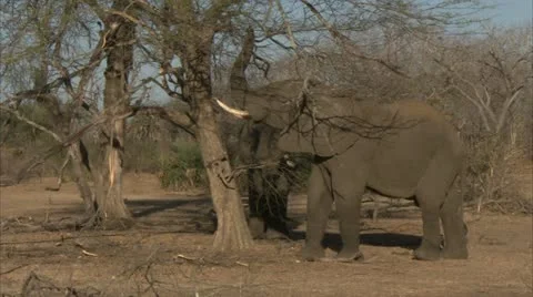 Elephant pulling tree branch. Niassa Reserve, Mozambique. Stock Footage 23796217