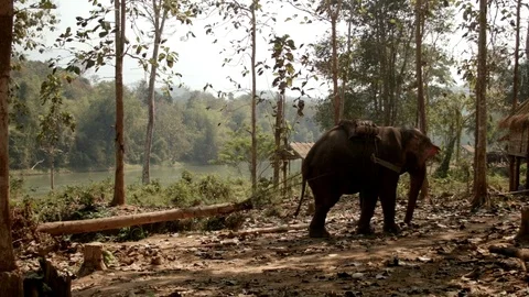 Elephant pulling a tree trunk in Laos Stock Footage 74202614